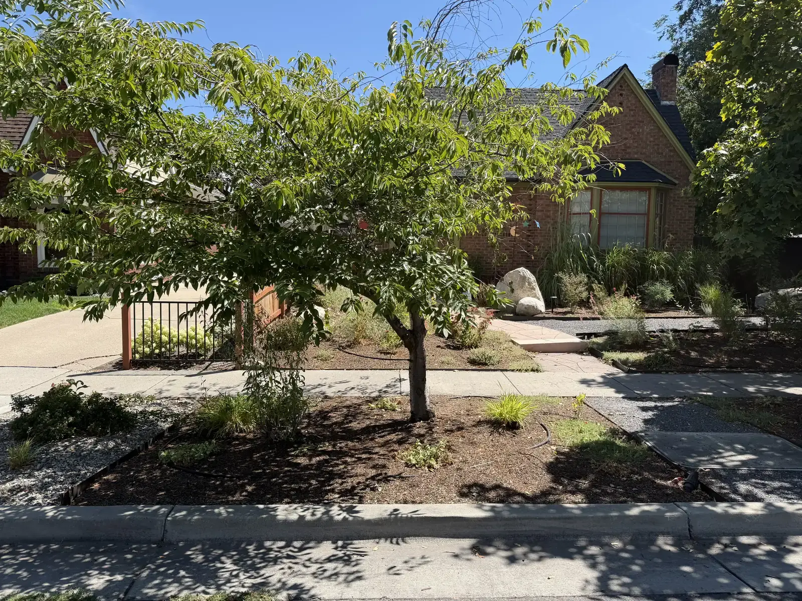 Wide view of the Liberty Wells front garden, with a young tree, curved planting beds, and the brick bungalow behind